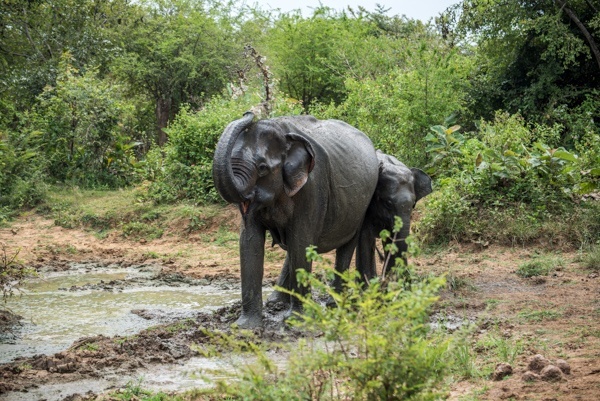Elefanten im Udawalawe Nationalpark, Sri Lanka