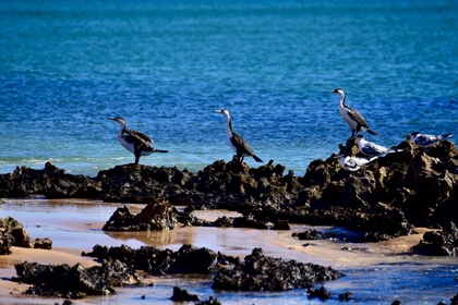 84699966 D35C 4CAF BE9D 8BA2D5AF703B