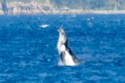 Airlie Beach und Whitsundays 27