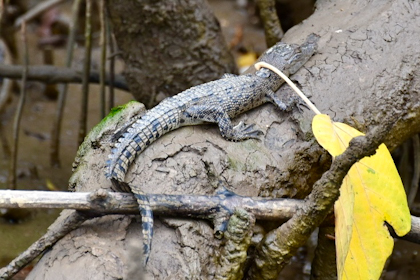 Daintree Nationalpark 07