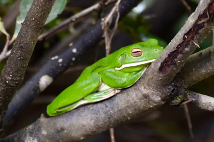 Daintree Nationalpark 08