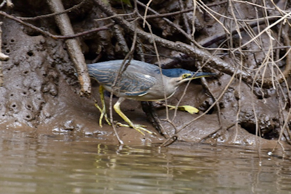 Daintree Nationalpark 09