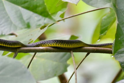 Daintree Nationalpark 10