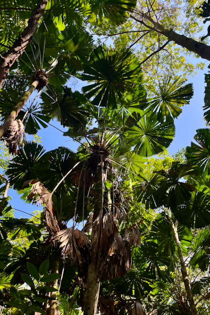 Daintree Nationalpark 102