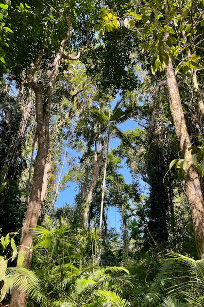 Daintree Nationalpark 116