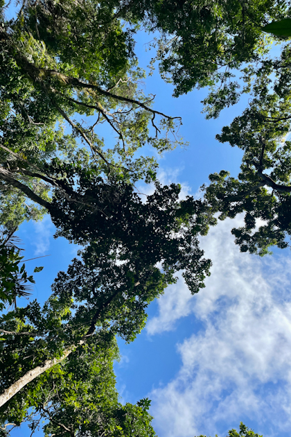 Daintree Nationalpark 118