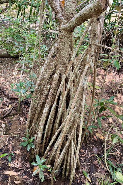 Daintree Nationalpark 120