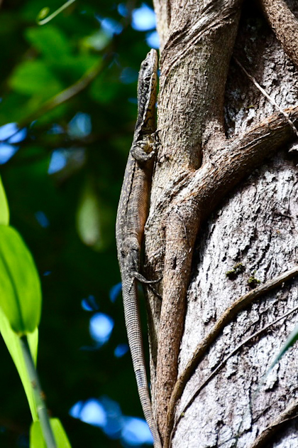 Daintree Nationalpark 122