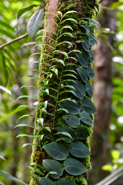 Daintree Nationalpark 123