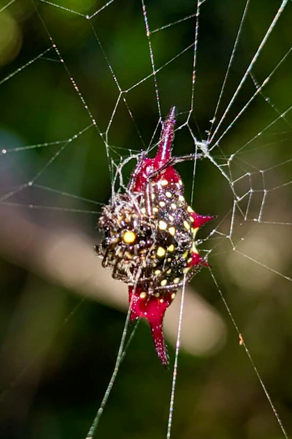 Daintree Nationalpark 129