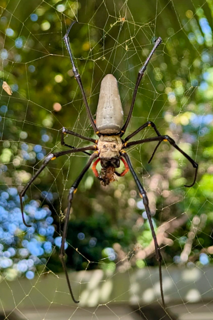 Daintree Nationalpark 130