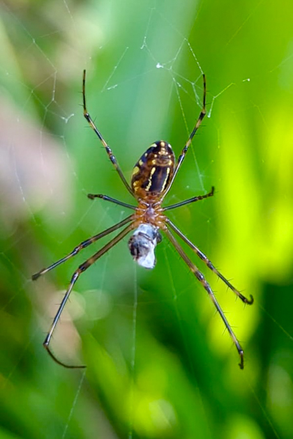 Daintree Nationalpark 133
