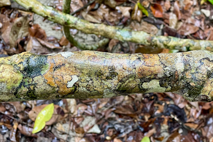 Daintree Nationalpark 15