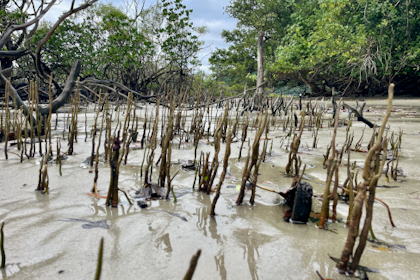 Daintree Nationalpark 23