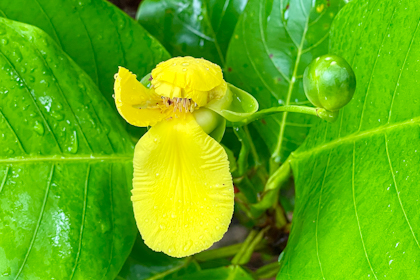 Daintree Nationalpark 26