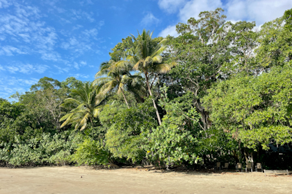 Daintree Nationalpark 32