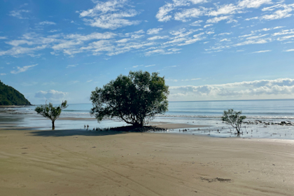 Daintree Nationalpark 37