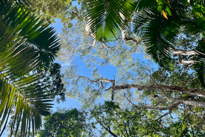 Daintree Nationalpark 42