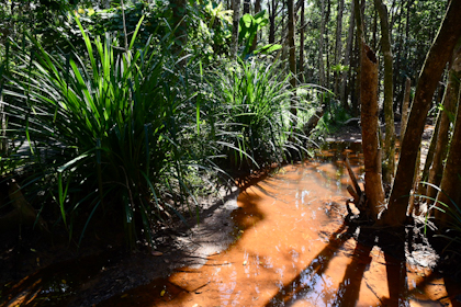 Daintree Nationalpark 43