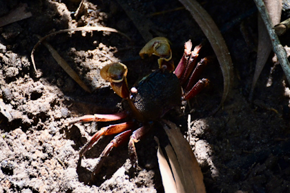 Daintree Nationalpark 44