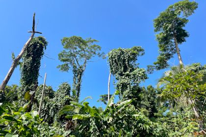 Daintree Nationalpark 46