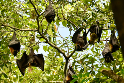 Daintree Nationalpark 48