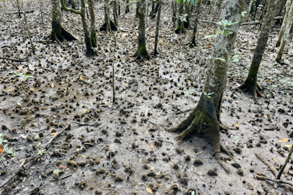 Daintree Nationalpark 54