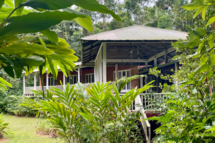 Daintree Nationalpark 63