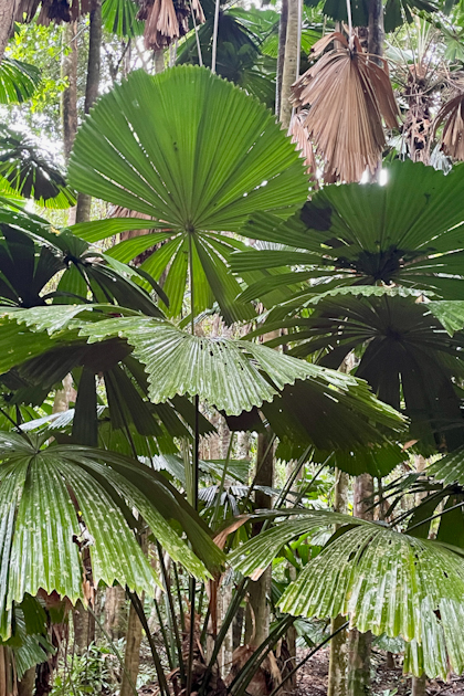 Daintree Nationalpark 74