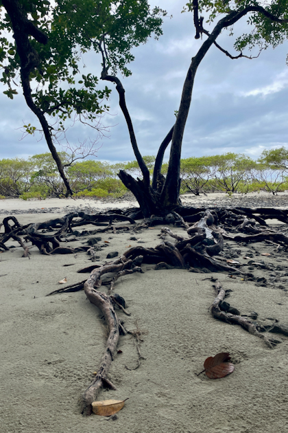 Daintree Nationalpark 79