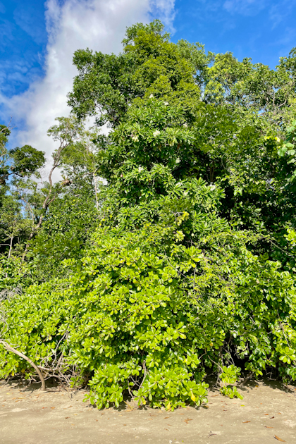 Daintree Nationalpark 86