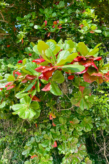 Daintree Nationalpark 89