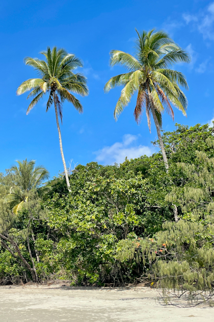 Daintree Nationalpark 93