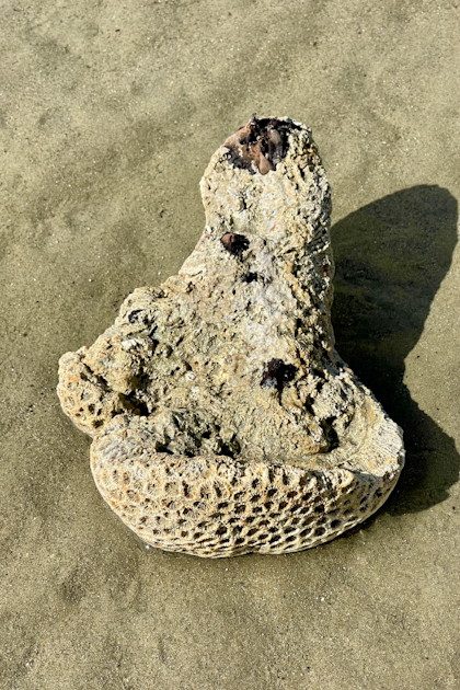 Daintree Nationalpark 94