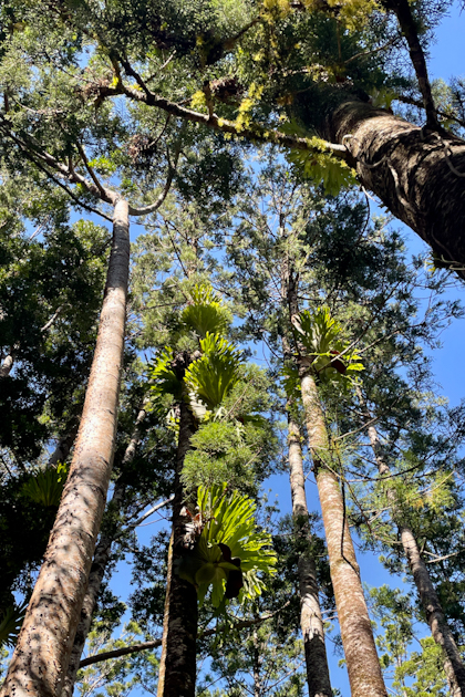 Fraser Island 100