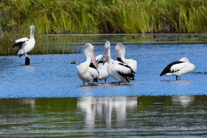 Noosa Everglades 28