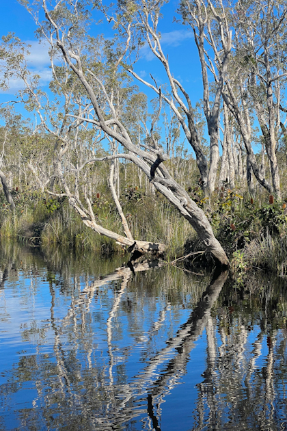 Noosa Everglades 61