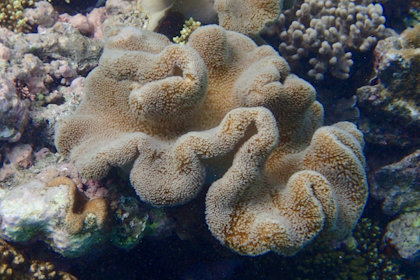 Port Douglas und Great Barrier Reef 16