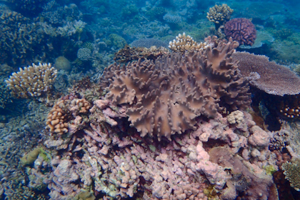 Port Douglas und Great Barrier Reef 17