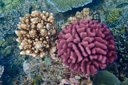 Port Douglas und Great Barrier Reef 18