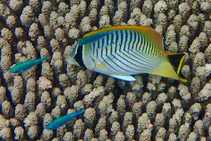 Port Douglas und Great Barrier Reef 30