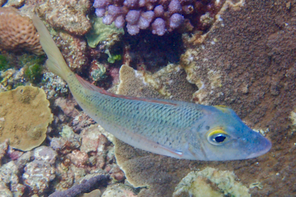 Port Douglas und Great Barrier Reef 32