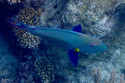 Port Douglas und Great Barrier Reef 49