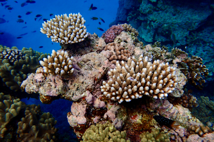 Port Douglas und Great Barrier Reef 55