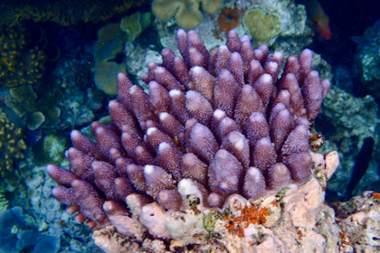 Port Douglas und Great Barrier Reef 57