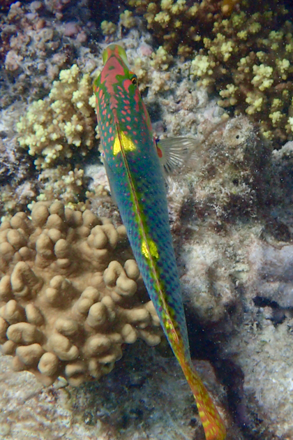 Port Douglas und Great Barrier Reef 82