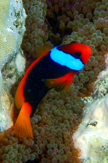 Port Douglas und Great Barrier Reef 83