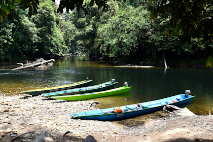 Ulu Temburong Nationalpark 36