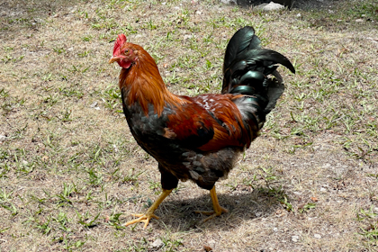 Aitutaki 241
