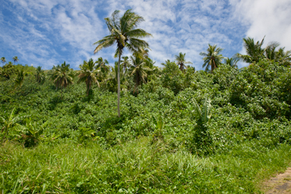 Aitutaki 41